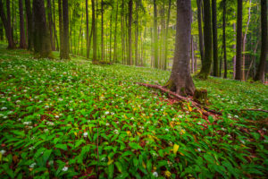 Europe, Germany, Bavaria, Aschau am Inn, Wild Garlic Field in Forest, Europe, Germany, Bavaria, Aschau am Inn, Wild Garlic Field in Forest,